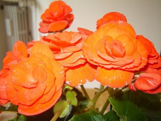 Клубневая бегония (Tuberous begonias)