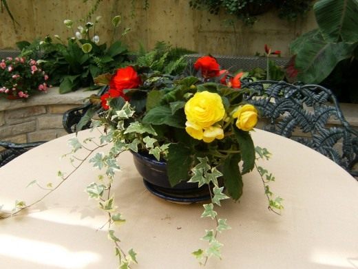 Клубневая бегония (Tuberous begonias) Клубневая бегония (Tuberous begonias)