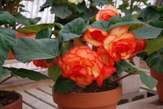 Клубневая бегония (Tuberous begonias) Клубневая бегония (Tuberous begonias)