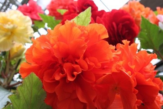 Клубневая бегония (Tuberous begonias) Клубневая бегония (Tuberous begonias)