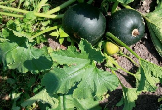 Цукини (Zucchini)