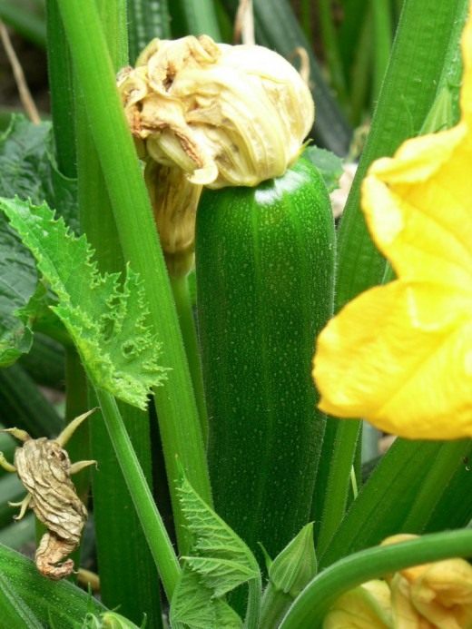 Цукини (Zucchini)