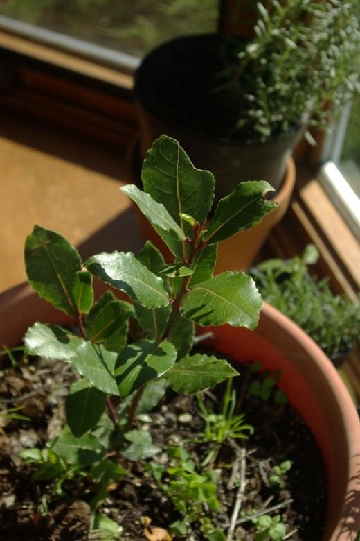 Лавр (Laurus) Лавр (Laurus)