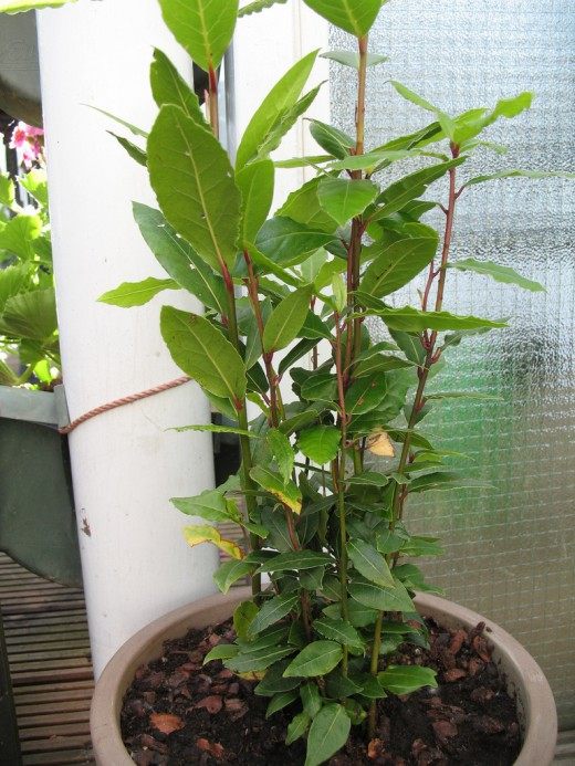 Лавр (Laurus)