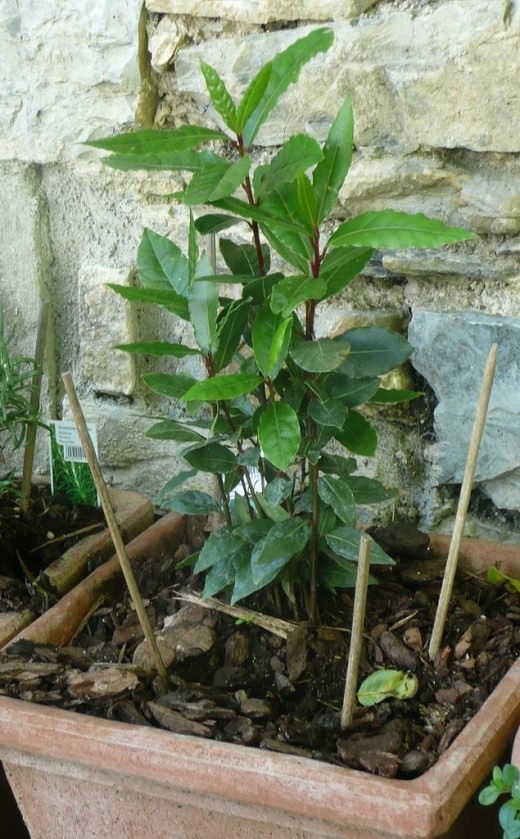 Лавр (Laurus) Лавр (Laurus)
