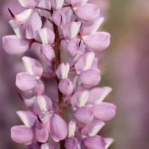 Соцветия фиолетового люпина