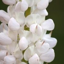Соцветие белого люпина