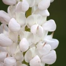Соцветие белого люпина Соцветие белого люпина