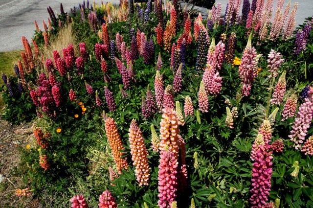 Люпины многолистные (Lupinus polyphyllus) разнообразие расцветок Люпины многолистные (Lupinus polyphyllus) разнообразие расцветок