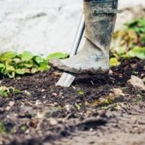 Перекапываем землю в месте посадки роз Перекапываем землю в месте посадки роз