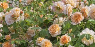 Роза Грейс от Дэвида Остина