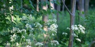 Валериана лекарственная (Valeriana officinalis)