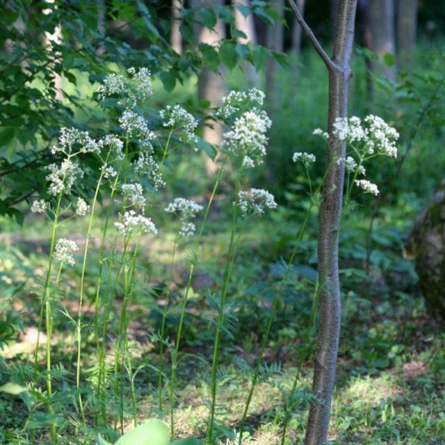 Валериана лекарственная (Valeriana officinalis) Валериана лекарственная (Valeriana officinalis)