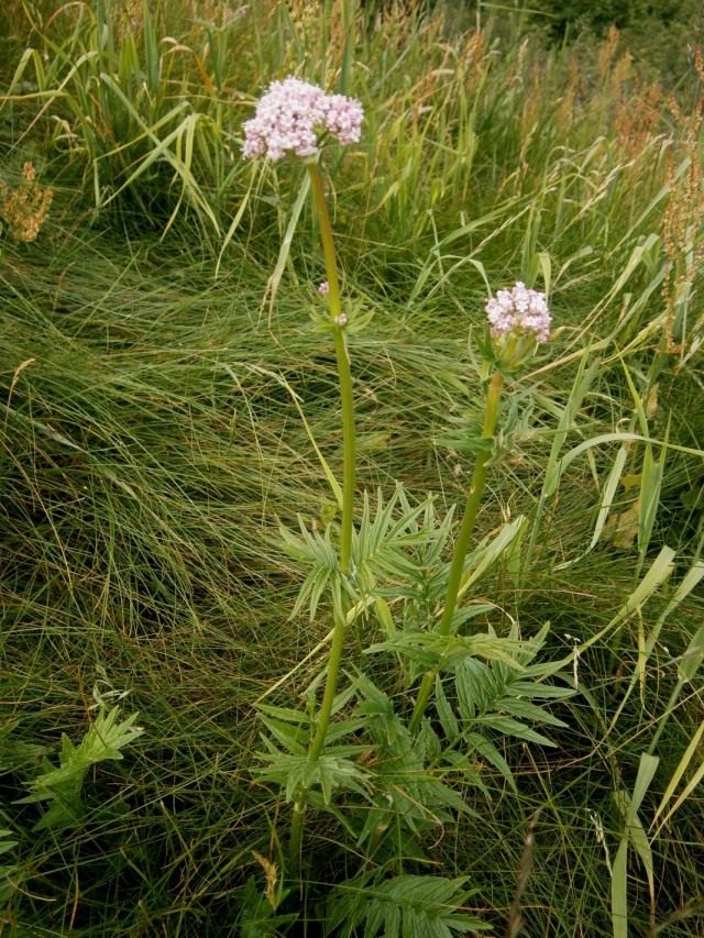 Валериана лекарственная (Valeriana officinalis) Валериана лекарственная (Valeriana officinalis)