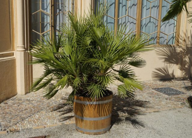 Хамеропс приземистый (Chamaerops humilis) — это одна из самых красивых пальм с необычайно пышной кроной из веерных, тонко рассечённых листьев. Хамеропс приземистый (Chamaerops humilis) — это одна из самых красивых пальм с необычайно пышной кроной из веерных, тонко рассечённых листьев.