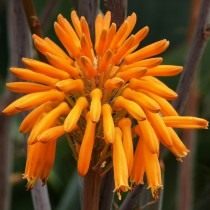 Алоэ пятнистое (Aloe maculata)