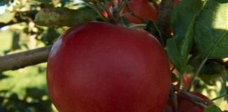 Яблоки (Apples)