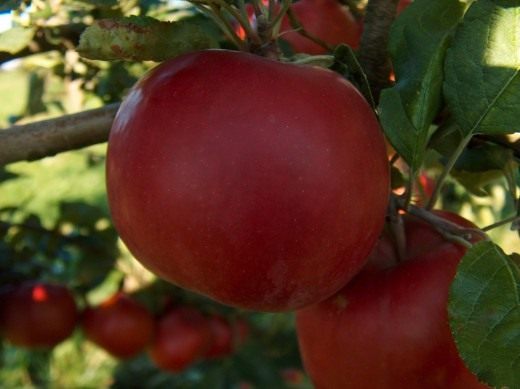 Яблоки (Apples) Яблоки (Apples)