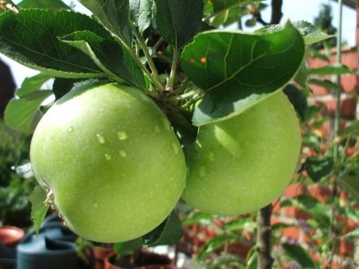 Яблоки (Apples)