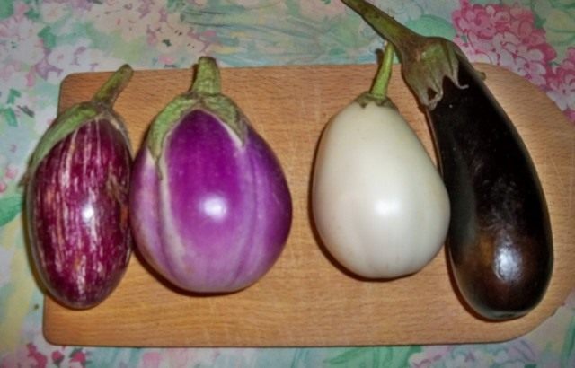 Баклажан (Solanum melongena) Баклажан (Solanum melongena)