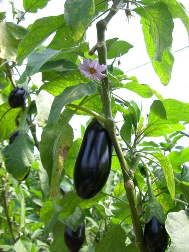 Баклажан (Solanum melongena)