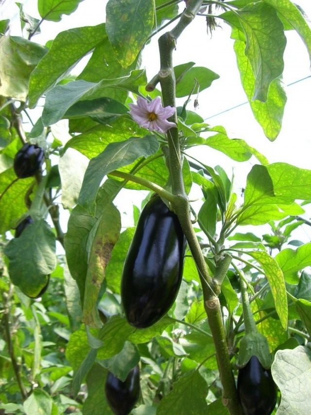 Баклажан (Solanum melongena) Баклажан (Solanum melongena)