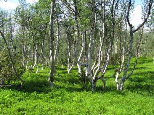 Берёза (Birch)