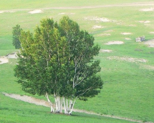 Берёза (Birch)