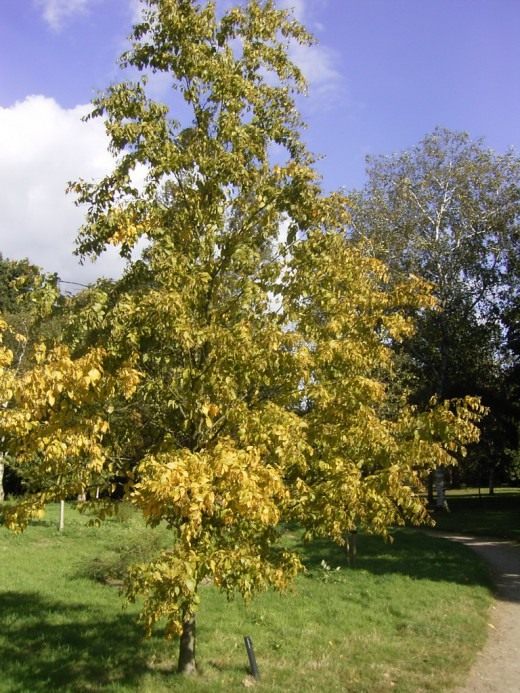 Берёза (Birch)