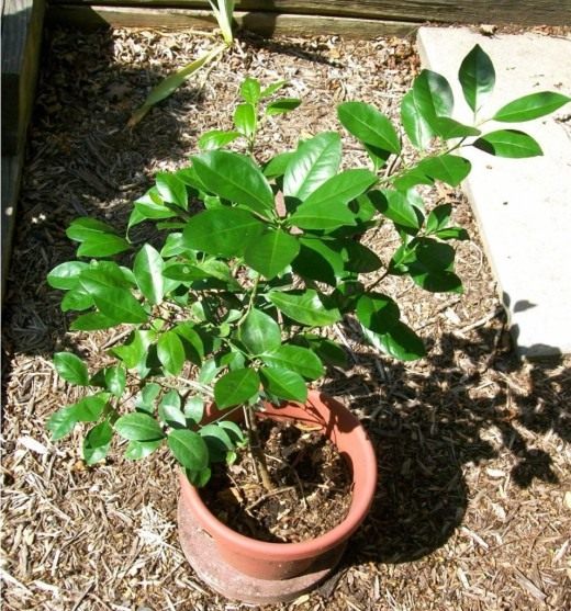 Каламондин, или цитрофортунелла (Calamondin)