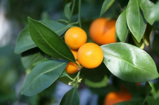 Каламондин, или цитрофортунелла (Calamondin)