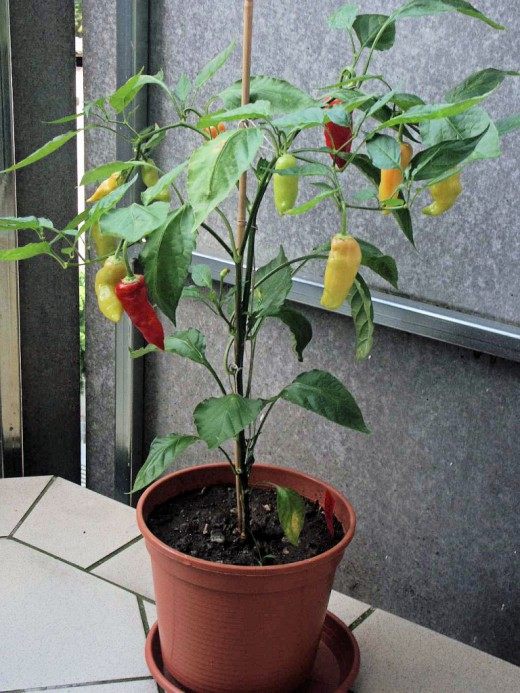 Капсикум или перец овощной, перец мексиканский (Capsicum)