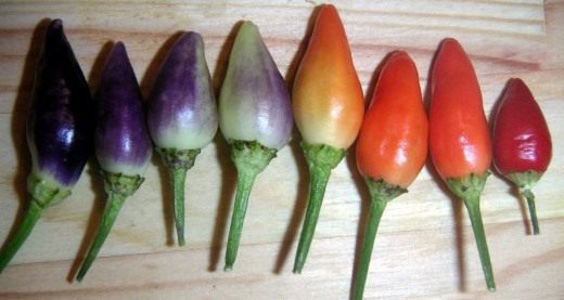 Капсикум или перец овощной, перец мексиканский (Capsicum)
