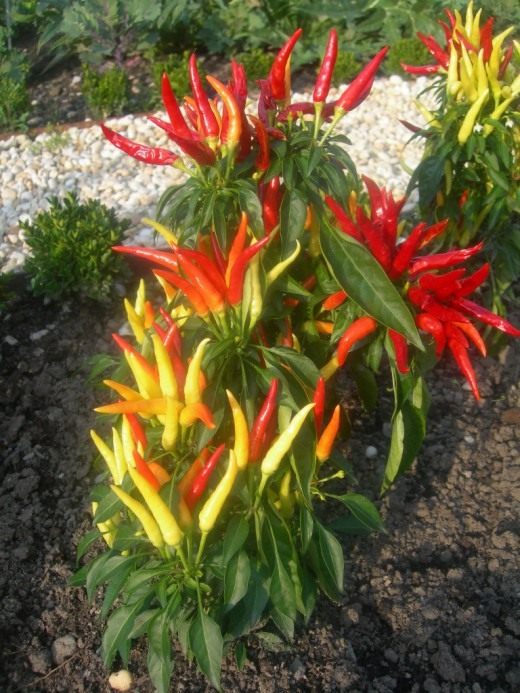 Капсикум или перец овощной, перец мексиканский (Capsicum)