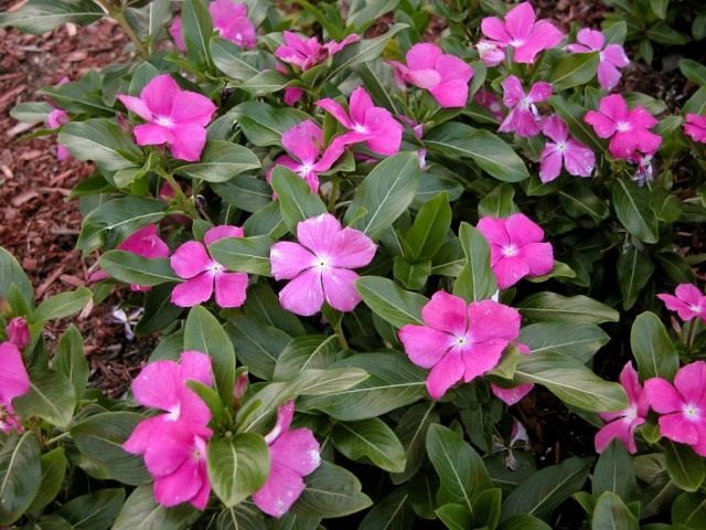Катарантус розовый, или Барвинок розовый (Catharanthus roseus) Катарантус розовый, или Барвинок розовый (Catharanthus roseus)