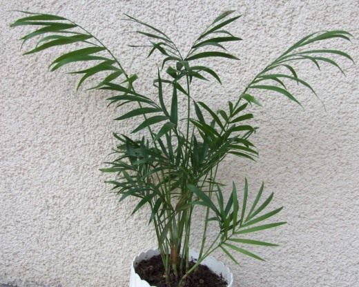 Хамедорея изящная (Chamaedorea elegans)