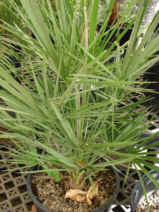 Хамеропс приземистый (Chamaerops humilis)
