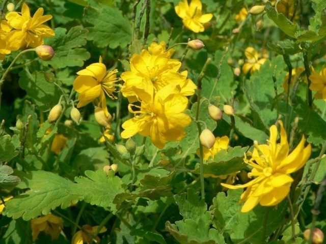 Чистотел большой (Chelidonium majus) Чистотел большой (Chelidonium majus)