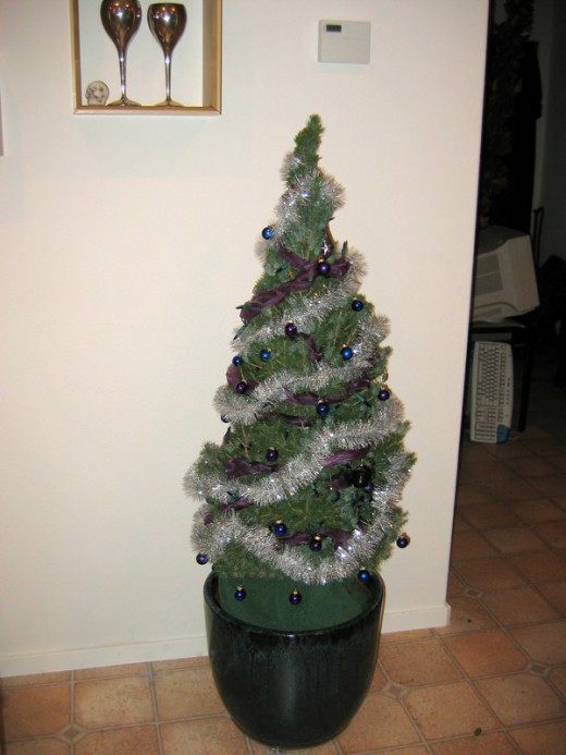 Ель в горшке (Spruce in a pot)