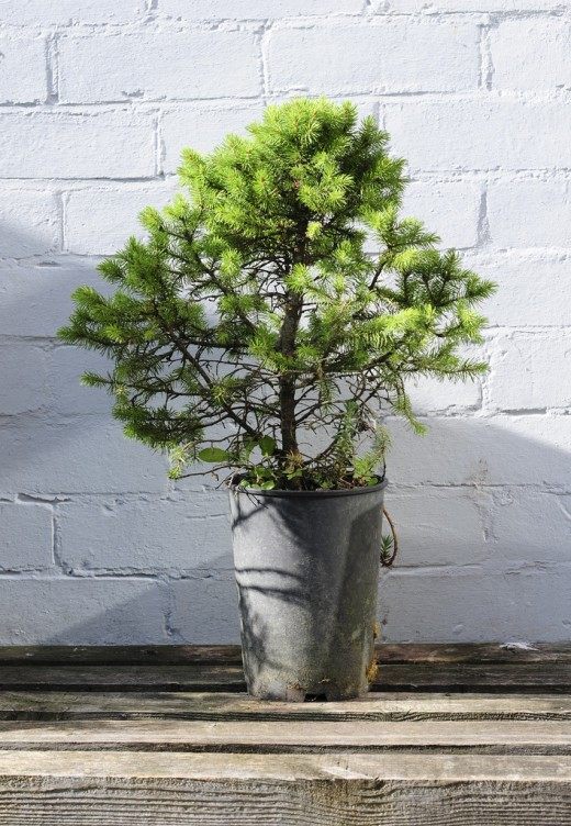 Ель в горшке (Spruce in a pot)