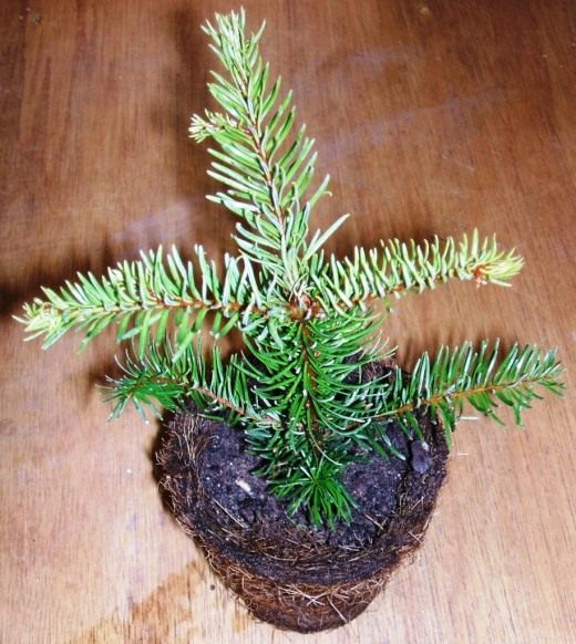 Ель в горшке (Spruce in a pot) Ель в горшке (Spruce in a pot)