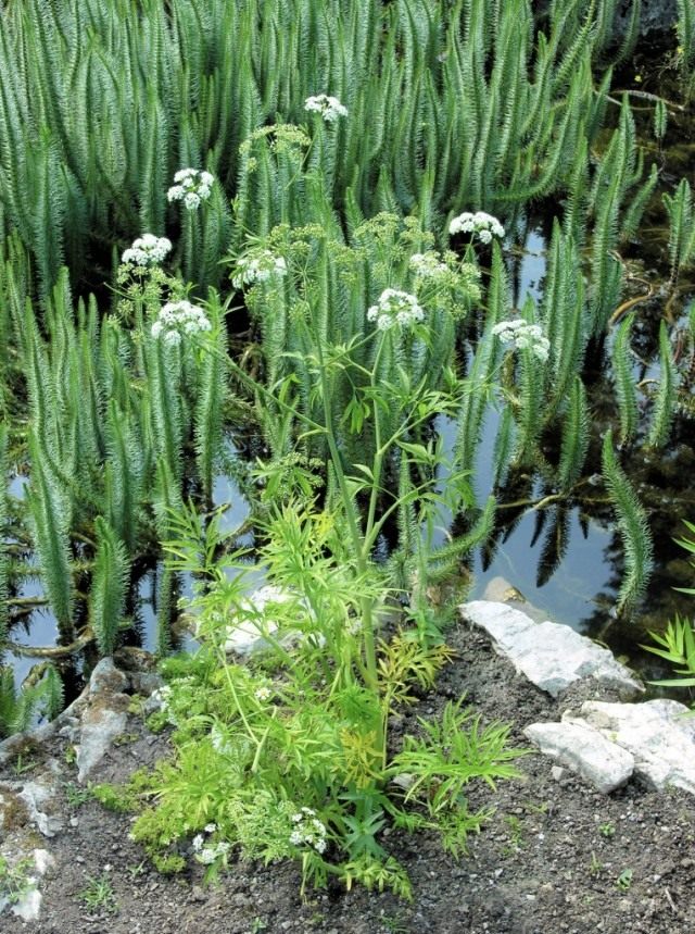 Вёх ядовитый (Cicuta virosa) Вёх ядовитый (Cicuta virosa)