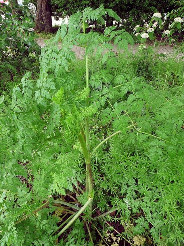 Болиголов пятнистый (Conium maculatum) Болиголов пятнистый (Conium maculatum)