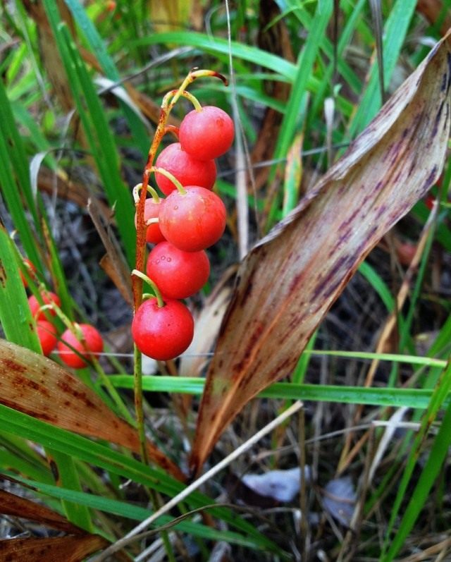 Ландыш (Convallaria) Ландыш (Convallaria)