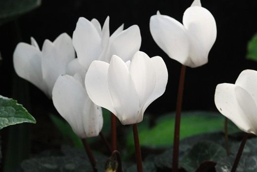 Цикламен (Cyclamen)