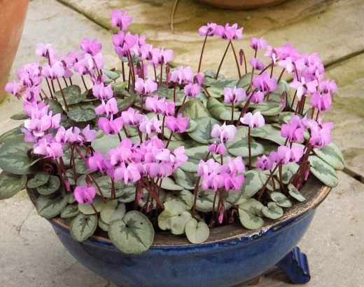 Цикламен (Cyclamen)