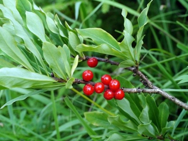 Волчеягодник обыкновенный (Daphne mezereum) Волчеягодник обыкновенный (Daphne mezereum)