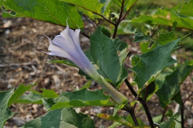 Дурман обыкновенный, или Дурман вонючий (Datura stramonium) Дурман обыкновенный, или Дурман вонючий (Datura stramonium)