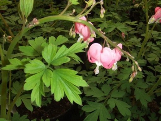 Дицентра (Dicentra)