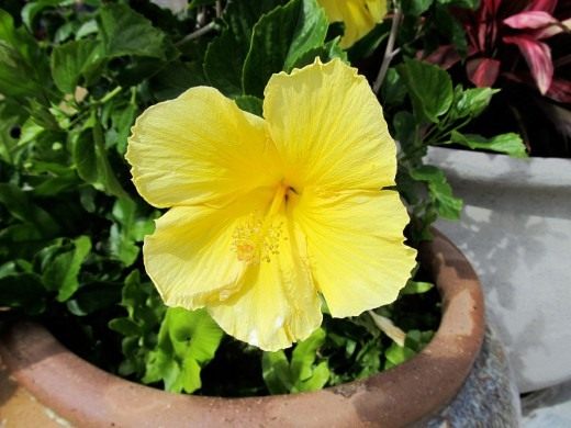 Гибискус, Китайская роза (Hibiscus)